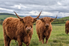 Schottland043